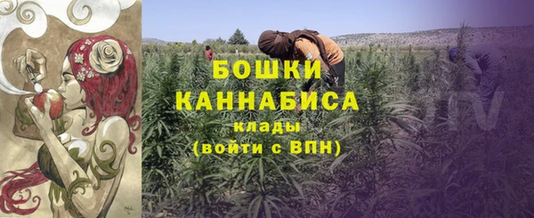 сатива Беломорск