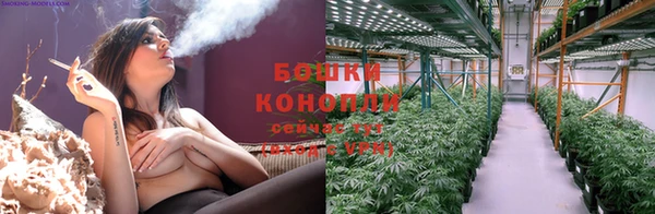 сатива Беломорск